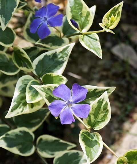 绿化植物有哪些品种？绿化植物品种大全的选购技巧是什么？