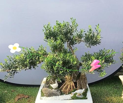 盆景种植步骤和养护要点有哪些？