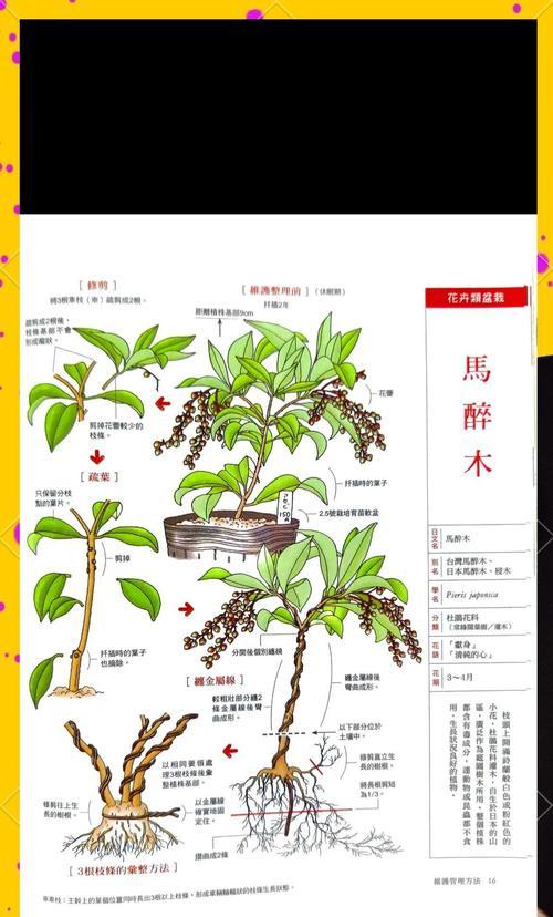 盆景种植步骤和养护要点有哪些？
