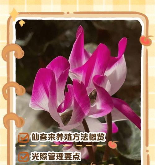 盆景种植步骤和养护要点有哪些？