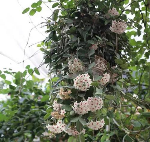 球兰不开花的原因是什么？如何养护才能促进开花？