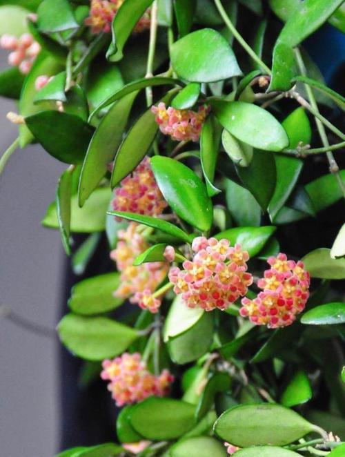 球兰不开花的原因是什么？如何养护才能促进开花？