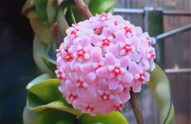 球兰不开花的原因是什么？如何养护才能促进开花？