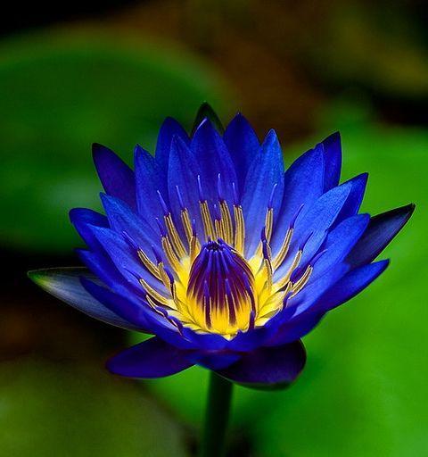 蓝莲花的养殖技巧有哪些？如何保持蓝莲花的水生环境？