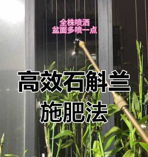 石斛兰的养护技巧是什么？如何让石斛兰更健康？
