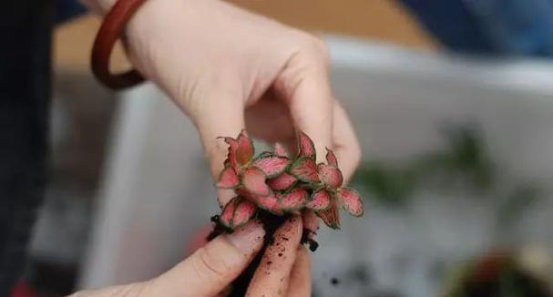 网纹草浇水的注意事项？如何保持土壤湿润？