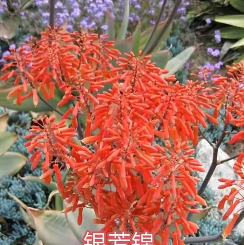 哪种芦荟品种最适合家用？芦荟品种选择技巧是什么？