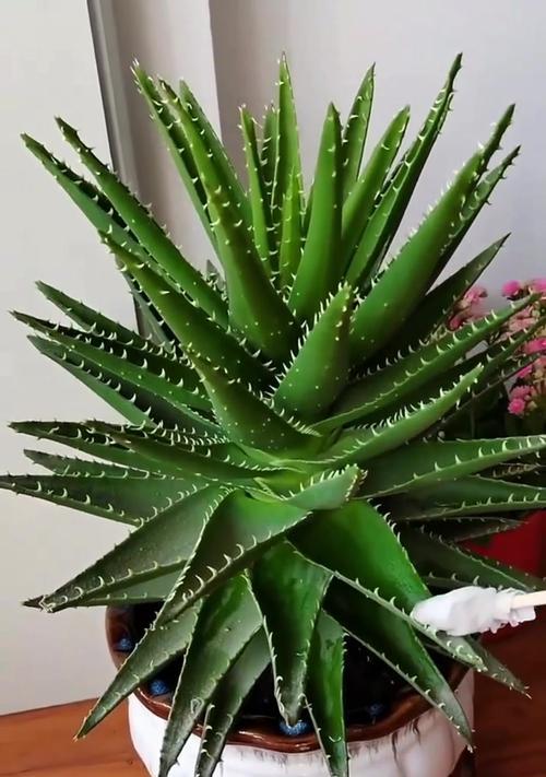 哪种芦荟品种最适合家用？芦荟品种选择技巧是什么？