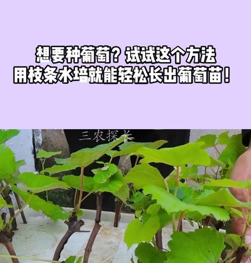 扦插葡萄的步骤是什么？扦插葡萄需要注意什么？