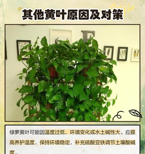 绿箩叶子发黄怎么办？如何恢复绿箩的健康？