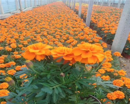 孔雀草种植的正确步骤是什么？