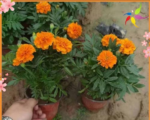 孔雀草种植的正确步骤是什么？