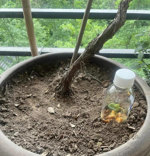懒人花盆施肥技巧是什么？
