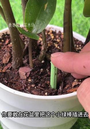 懒人花盆施肥技巧是什么？