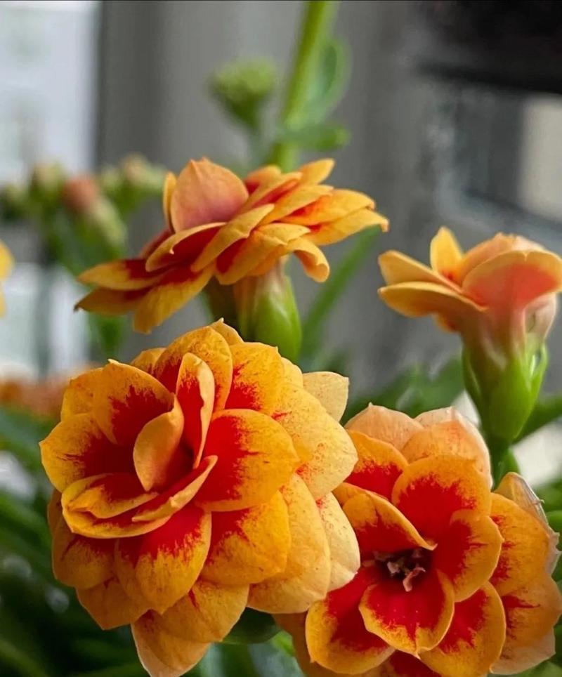 春季适宜种植哪些花卉？