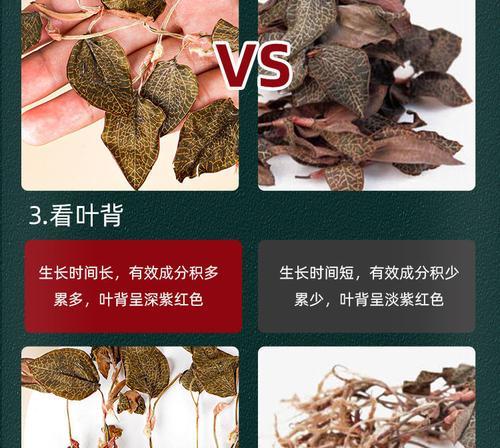 金线莲的养殖技巧是什么？