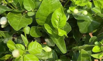 磷酸二氢钾用于浇花的正确方法？