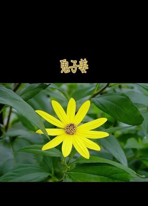 姜的繁殖方法有哪些？如何正确繁殖姜？