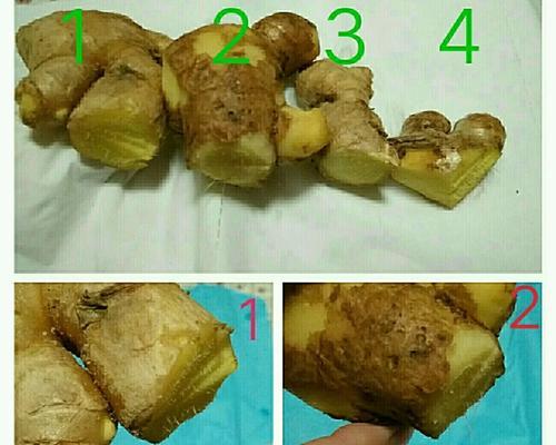 姜的繁殖方法有哪些？如何正确繁殖姜？