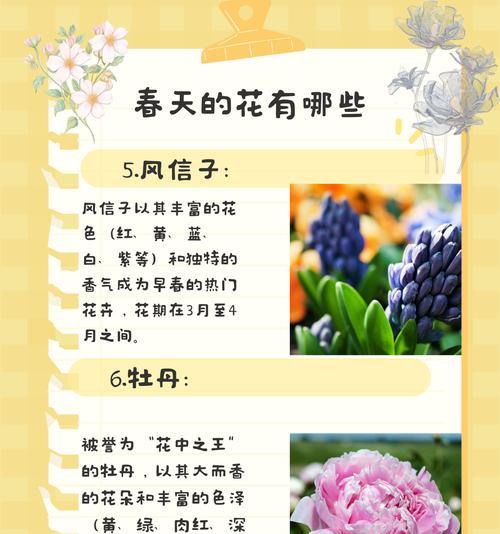 迎春花的养殖要点是什么？