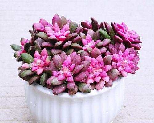 迎春花的养殖要点是什么？