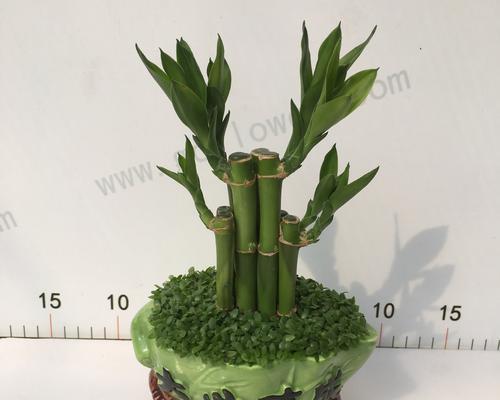 富贵竹塔怎么做？制作富贵竹塔的步骤是什么？