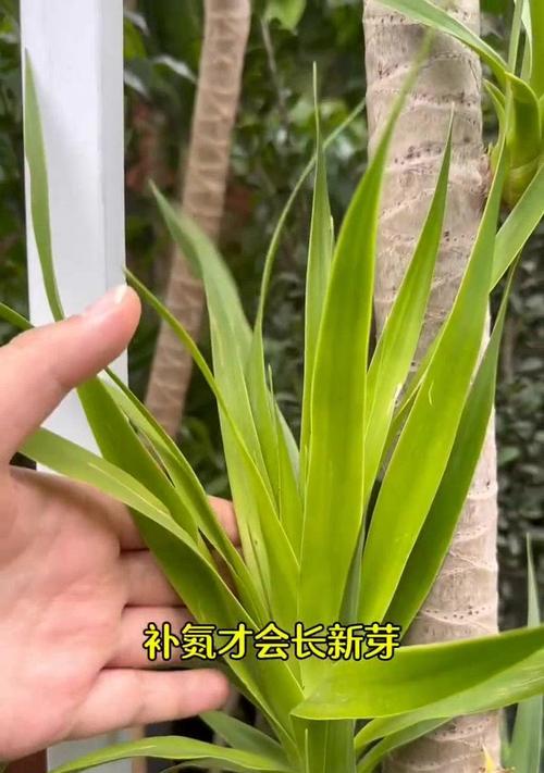 龙血树的浇水方法和养护要点是什么？