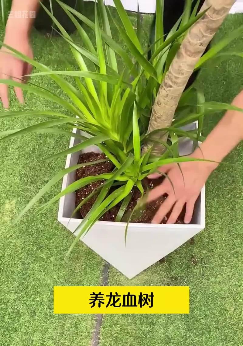 龙血树的浇水方法和养护要点是什么？