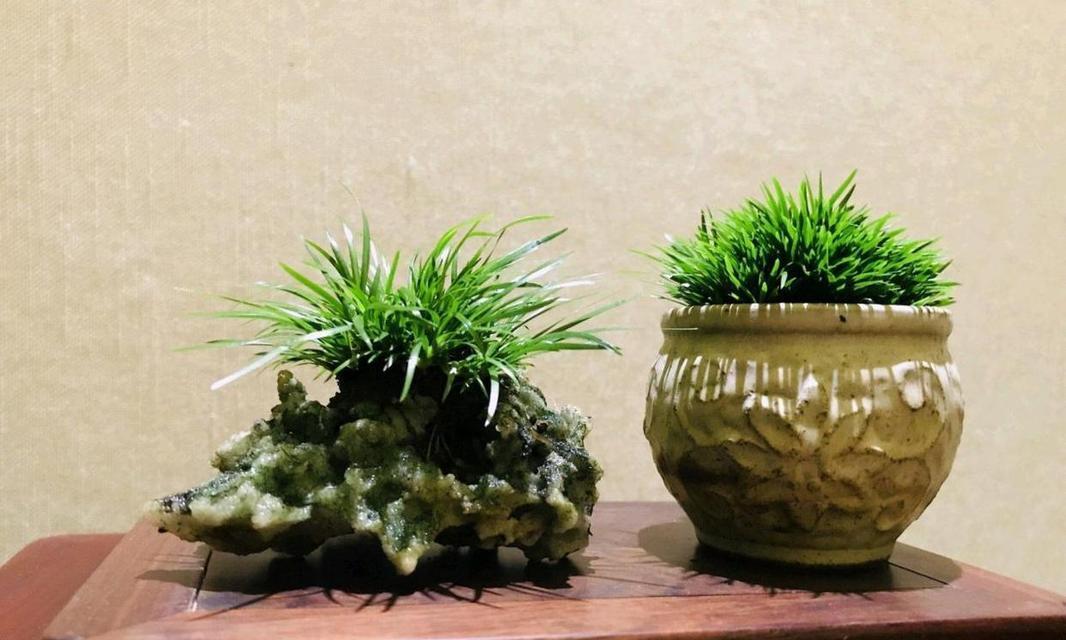 菖蒲换盆技巧：菖蒲换盆的最佳时间和方法是什么？