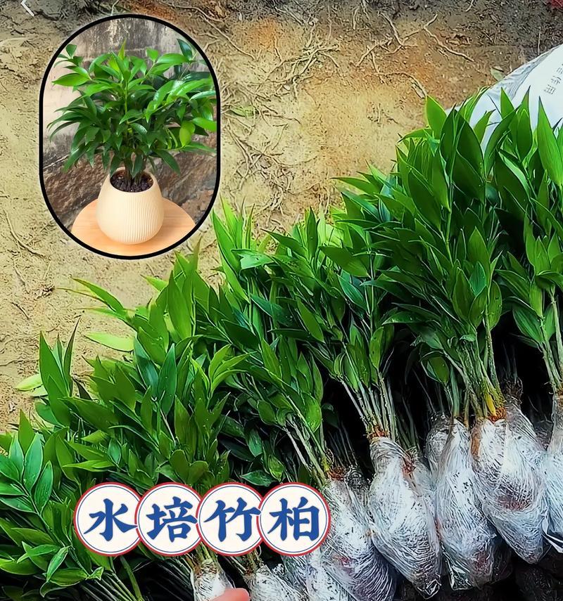 水培盆栽怎么开始？水培盆栽的正确步骤是什么？