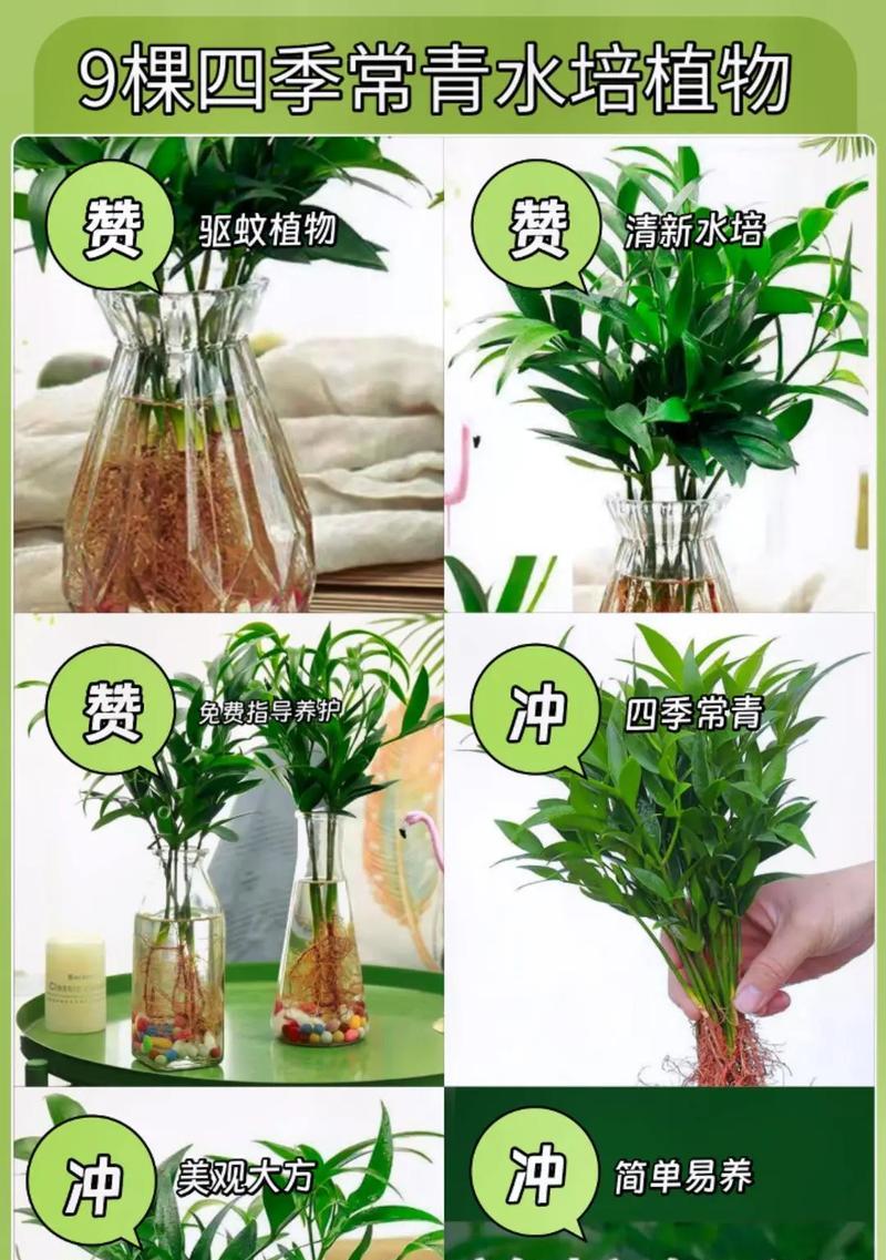 水培盆栽怎么开始？水培盆栽的正确步骤是什么？