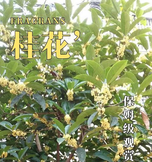 桂花什么时候开花？桂花的最佳种植季节是什么时候？