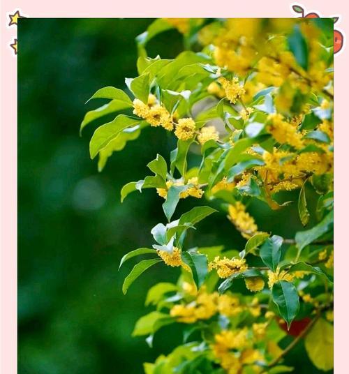 桂花什么时候开花？桂花的最佳种植季节是什么时候？