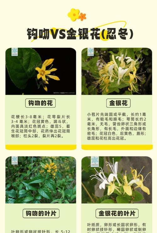 金银花的外观特征是什么？