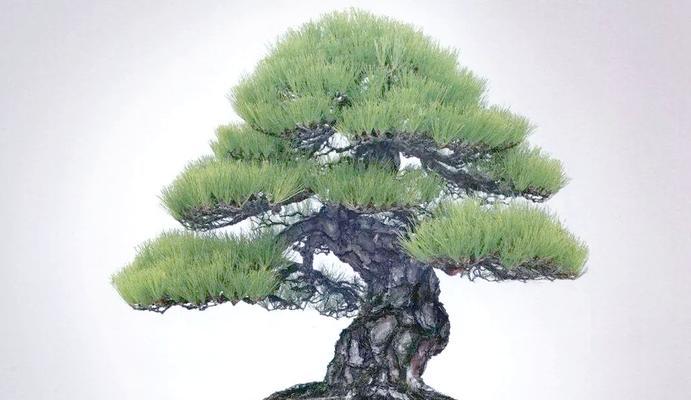 松树盆景哪种品种最好？如何选择最佳松树盆景品种？