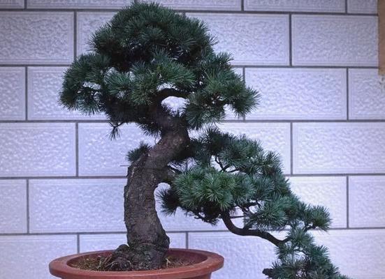 松树盆景哪种品种最好？如何选择最佳松树盆景品种？