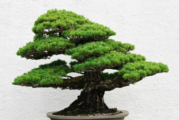 松树盆景哪种品种最好？如何选择最佳松树盆景品种？