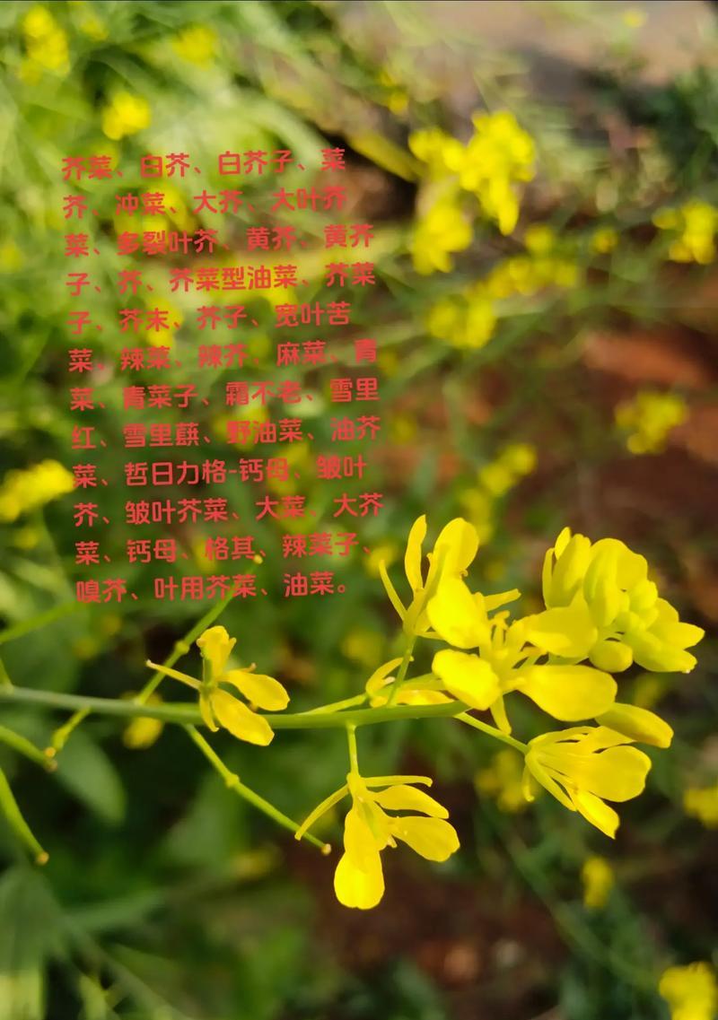 油菜花是什么菜？油菜花的食用价值和种植方法是什么？