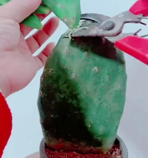 蟹爪兰嫁接的最佳方法是什么？如何提高蟹爪兰嫁接的成功率？
