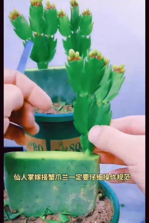 蟹爪兰嫁接的最佳方法是什么？如何提高蟹爪兰嫁接的成功率？