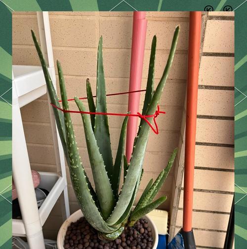 芦荟培植方法是什么？如何确保芦荟健康成长？