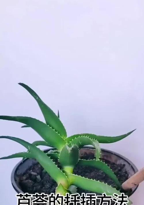 芦荟培植方法是什么？如何确保芦荟健康成长？