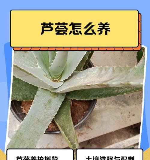 芦荟培植方法是什么？如何确保芦荟健康成长？