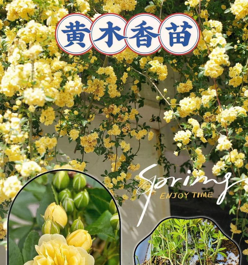 花打蔫了怎么办？如何快速恢复植物活力？