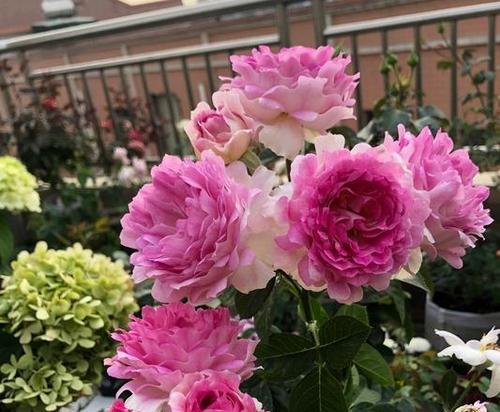 秋季花卉有哪些推荐？秋季如何养护花卉？
