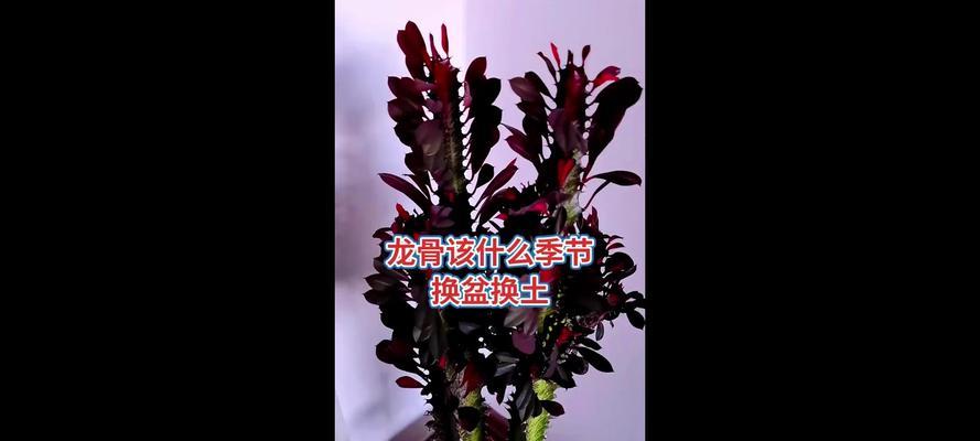 龙骨掉叶子是怎么回事？找出原因并解决！
