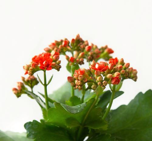 花卉浇水的最佳时间和方法是什么？