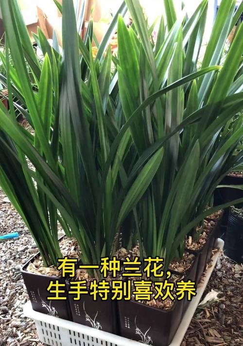 兰花怎么养才能花香四溢？兰花养护的要点是什么？