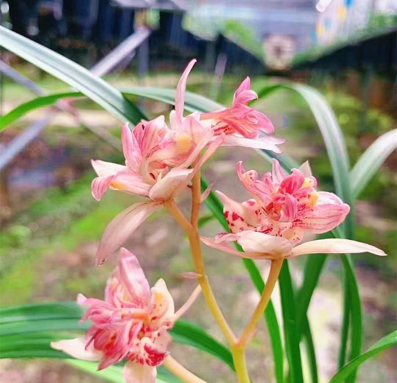 兰花怎么养才能花香四溢？兰花养护的要点是什么？