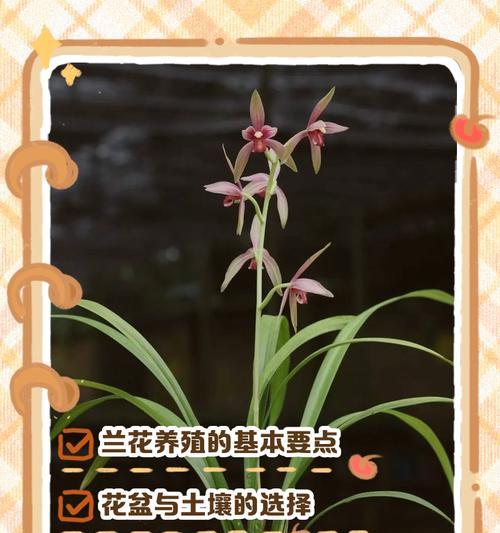兰花怎么养才能花香四溢？兰花养护的要点是什么？
